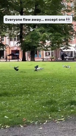 The crow that refused to fly away #birds #nature #shorts