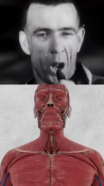 2.1M views · 10K reactions | The Glassblower's Disease. #Anatomy #Biology #Medicine | Hashem Al-Ghaili | Facebook