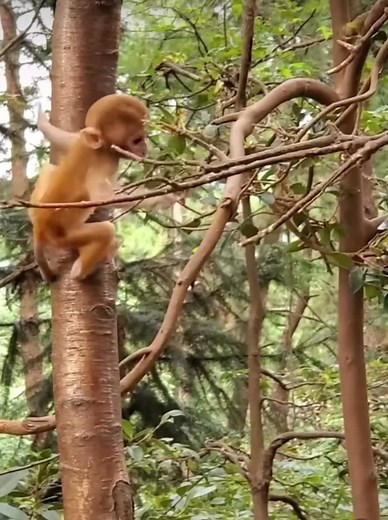 Monkey Hubb (@monkeyhubb_)’s videos with original sound - Monkey Hubb