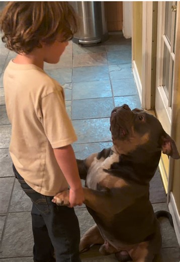 Pocket Bully boogie 🕺💚💚 #AmericanBully #Dance