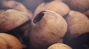 Close-up, smoke drying of coconut kernel or meat in rural village for processing