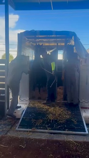 🎉 The first group of horses from The Curated Collection has officially arrived in the USA! 🇺🇸 We’re thrilled to welcome Quattro, Quissini, and Jumping Star to America — something tells us they’re going to fit right in! 🇺🇸✨🐴 #TheCuratedCollection #AshwoodFarm #JetRidgeFarm #ImportedHorses #SportHorses #EquineExcellence | The Curated Collection