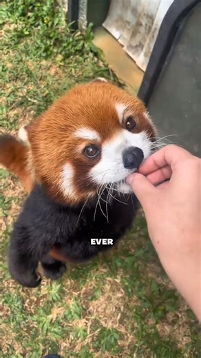 The cutest red pandas! 🦝