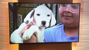 Norfolk SPCA takes in nearly 100 puppies