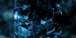 "The Vagilangelo® Procedure Scientific Validation"