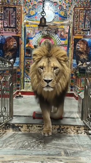 mata rani ke darbar me aaya sher 🥰❤️