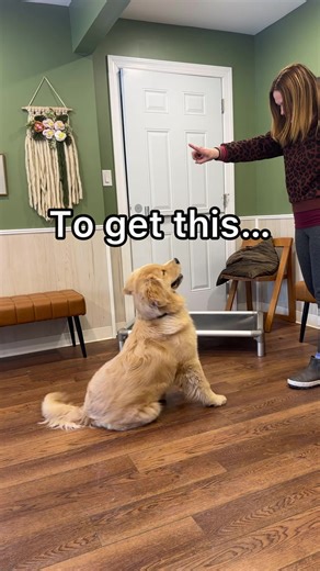 Effective Puppy Training Techniques for New Dog Owners