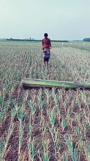 Harvesting Green Onions: A Step-by-Step Guide