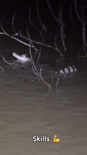 🐊David White, crocodile guide | Next Gen Baby Croc Goes Full Pro 🐊 We witnessed peak baby croc genius. One of the littlies pulled off a move so slick, we’re calling it... | Instagram
