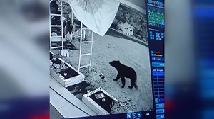 Pennsylvania man bitten on the head by bear during attack in his garage - WSVN 7News | Miami News, Weather, Sports | Fort Lauderdale