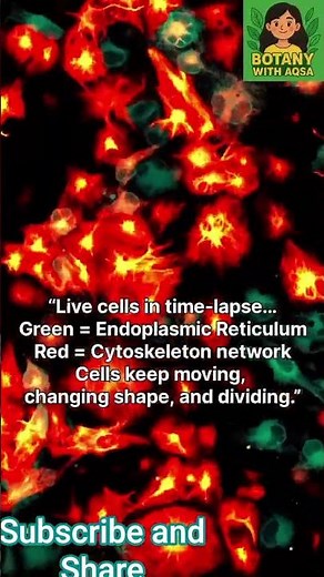 “Live Cells Under Microscope | Red–Green Cytoskeleton & ER Time-Lapse”|