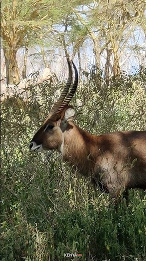 Animals of Africa 4K UHD - Captivating Encounters with Africa's Iconic Wildlife With Calming Music