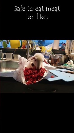 Fresh Halal #sheep #memes #cookingchannel #cute #kitchen #mouton #wtf