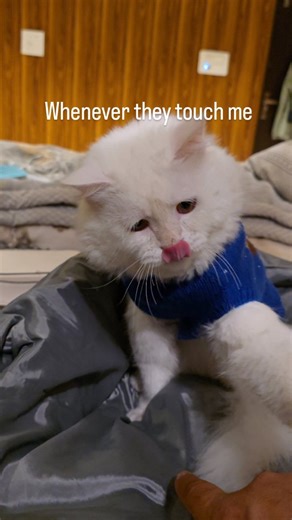 Olly | #instagram #reels #meow #funny #catsofinstagram | Instagram