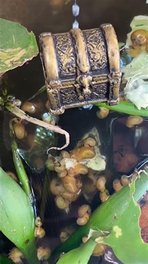 Miniature treasure chest descends,opening and spilling tiny pearls. #nature #treasurechest #birdlab