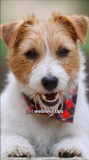 Why Your Dog Needs More Than Just Walks! Fix that hyper dog with easy activities.