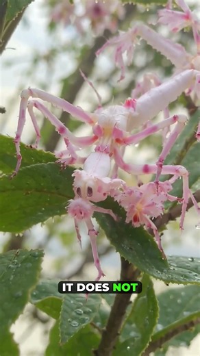 How the Orchid Mantis Hides in Plain Sight