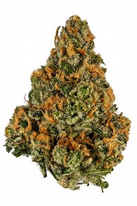 Mango Kush Strain - Hybrid Cannabis Review, 16.0% THC,1.0% CBD