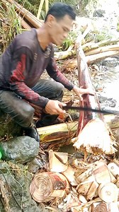 abaca harvesting. #facebookreels #abacafarming #farmers #farming | Judie Zafe