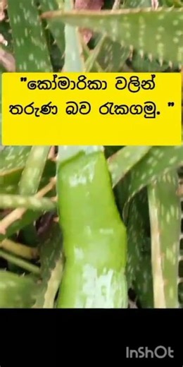 සිංහල අත් බෙහෙත්🌿කෝමාරිකා වලඅසිරිමත් ගුණ#YouTube #short #sinhalaathbehethLAKMENU♥️video #AloeVera🌍☀️