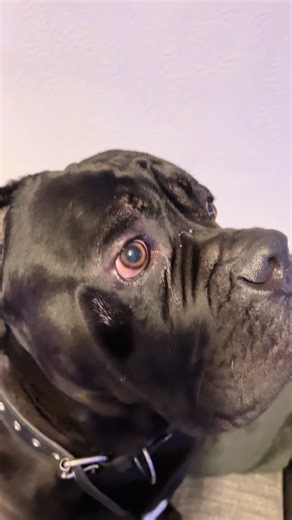 Remembering King: A Heartfelt Tribute