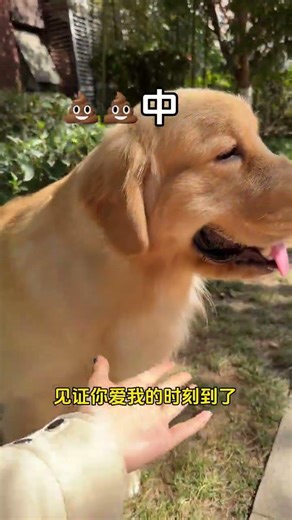 Challenging Pup Diaries: The Golden Retriever's Mischievous Journey