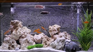Aquarium with cichlids fish from lake malawi