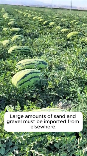 2K views · 15 reactions | Special melon variety in China #gardeningideas #gardeninglove #gardening4pleasure #gardeningtips #gardeningmakesmehappy | Gardening Hacks | Facebook