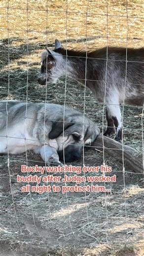 Raventree Ranch on Instagram: "Bucky watches over Judge while he catches some zzzs under the shade tree❤️ Bucky is very bonded to the livestock guardian dogs. Maybe as much as he is bonded to the herd which is pretty funny considering he didn’t grow up around livestock guardian dogs but boy did he catch on quick they were on his side! Bucky is no fool. #livestockguardiandog #anatolianshepherd #farm #dogsofinstagram #goatsofinstagram"