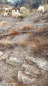 #nghma #3bd l3ziz #ahozar | Said Oulmousse