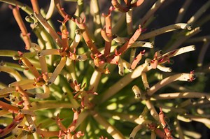 Cutting the Stem for Planting a Firestick Cactus