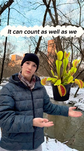 The plant that can count,Biology lesson#biology #plants #nature #english #science #motivation #fact