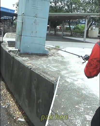 mancing ikan gabus di selokan dangkal,tak di sangka dapat sebesar ini sampai kwalahan | Mancing mania mantap