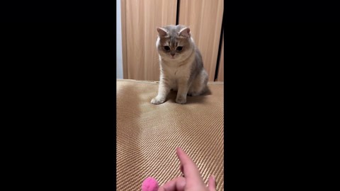 Cat shows impressive ball-catching skills in Fujian, China