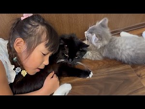 子猫からも子供からも大人気の猫 ラガマフィンA cat loved by everyone. Ragamuffin