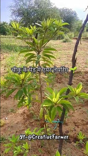 चीकू के पेड़ में एयर लेयरिंग कैसे करें 🤔 full details 👍 #chiku #chikuplant #airlayering