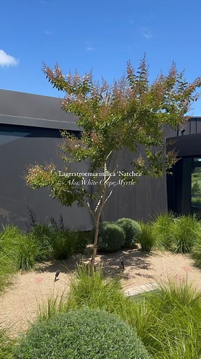 Evergreen Trees Direct on Instagram: "One of our teams favourite feature tree Lagerstroemia Indica Natchez, or better known as a white Crepe Myrtle. This beautiful tree blooms with white flowers in the summer months and loses its leaves in the winter period. Who else loves white crepe myrtles?"