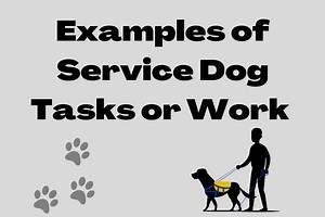 Examples of Service Dog Tasks