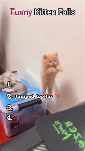 🐱😂 Funny Kitten Fails