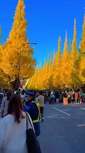 Yellow leaves right now in Tokyo, Japan 🇯🇵 | Japan Moments