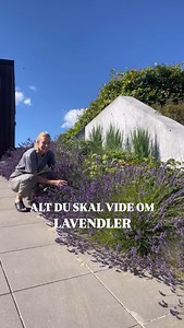 Alt du skal vide om lavendler💜 Det er nemlig det perfekte tidspunkt at beskære dem netop nu, for at få den optimale vækst 💜🙌🏼 Mine lavendel startede som små planter og med beskæring 1-2 ganhe om året, har de vokset sig kæmpe store på 3 år💜 Beskæring: - Start med at klippe de visne blomster af (jeg klippede mine i efteråret, men det er perfekt at gøre det nu også) - Fjern alle visne grene - Beskær selve planten med en skarp beskærings- eller hækkesaks✂️ - Klip kun 1/3 af den nye vækst (grønn