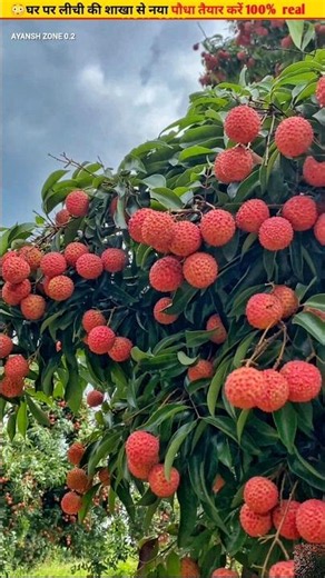 😳Create a new plant from litchi by air layering #growth #fruit #gardening