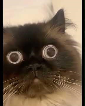 It's the final brain cell