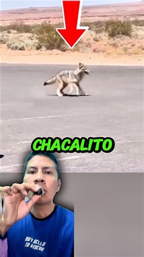 Este chacalito persiguió a un correcaminos como el Coyote 😂#shorts #humor #curiosidades