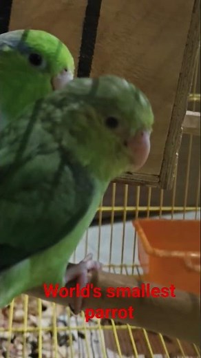 World’s Smallest Pacific Parrotlet @ArtifexAI-2567 🐦💚 #shorts #smallestparrot #birds