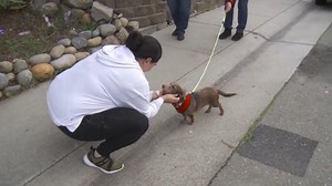 CA dog reunited with family nearly 5 years after he disappeared