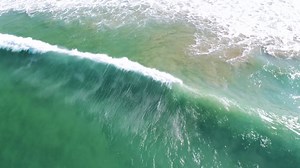 California Sea Lion, Sea Lion