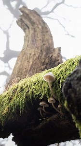 photographing mushrooms in the fog in my local forest 😁 I had been hoping for fog in this location earlier in the season when the mushrooms were better, but unfortunately it took until late December to finally get some fog! Taken with OM System OM1 mk II OM System 30mm f3.5 macro Natural light . . . #OMSystem #fungi #macrophotography #yourshotphotographer #natgeoyourshot #naturalworld #naturephotography #tinyworld #forestfloor #inthewoods #forestphotography #bbcearth #macro_freaks #macro_brilli