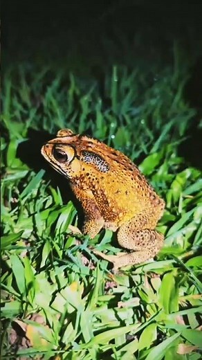 katak lucu part 4 | funny frogs