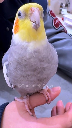 It is an ideal day for my Cockatiel to perform "The Cookie Song." 🥰🦜 #CockatielsCraze